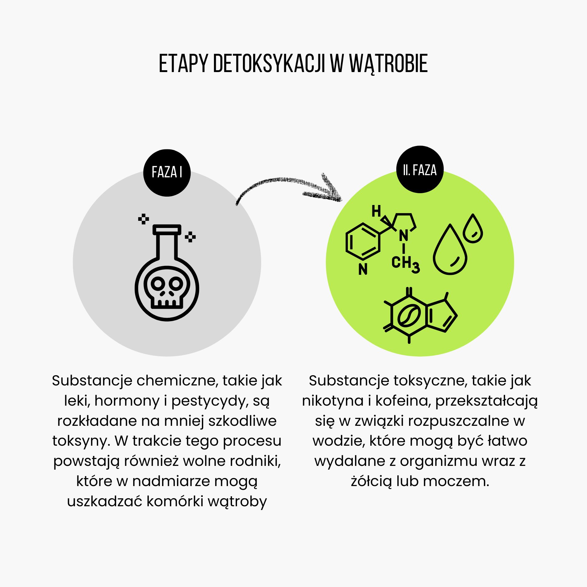 (Polština) Fáze detoxikace v játrech (1)